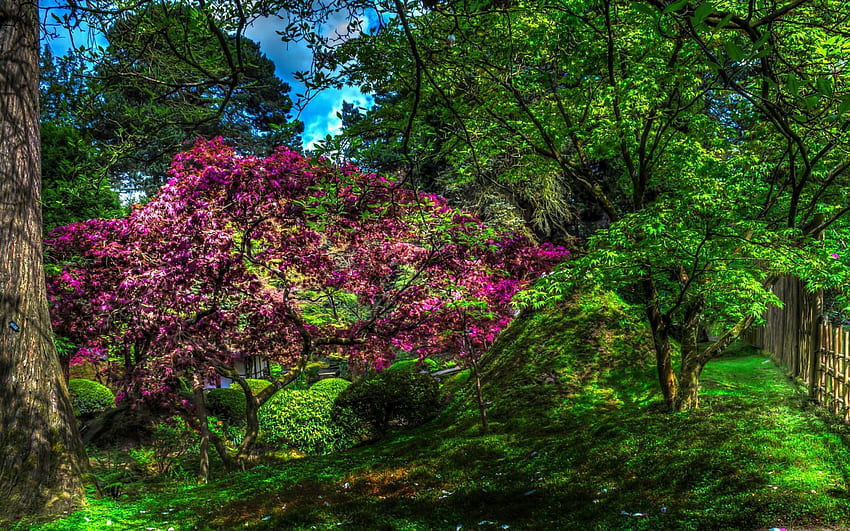 Tatton Hall อังกฤษ shurbs ต้นไม้ ธรรมชาติ ดอกไม้ สมุนไพร สวนสาธารณะ อังกฤษ วอลล์เปเปอร์ HD