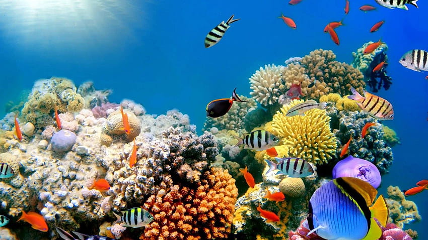 Arrecife de coral, 40 Hermoso arrecife de coral - Hurghada Mar Rojo Egipto fondo de pantalla
