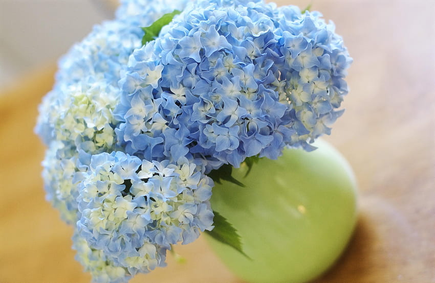 Flowers, Close-Up, Bouquet, Vase, Hydrangea HD wallpaper