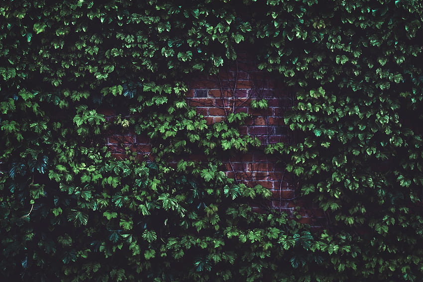 Muro di mattoni, piante, verde Sfondo HD