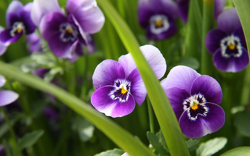Blumen, Stiefmütterchen, Nahaufnahme, Frühling HD-Hintergrundbild