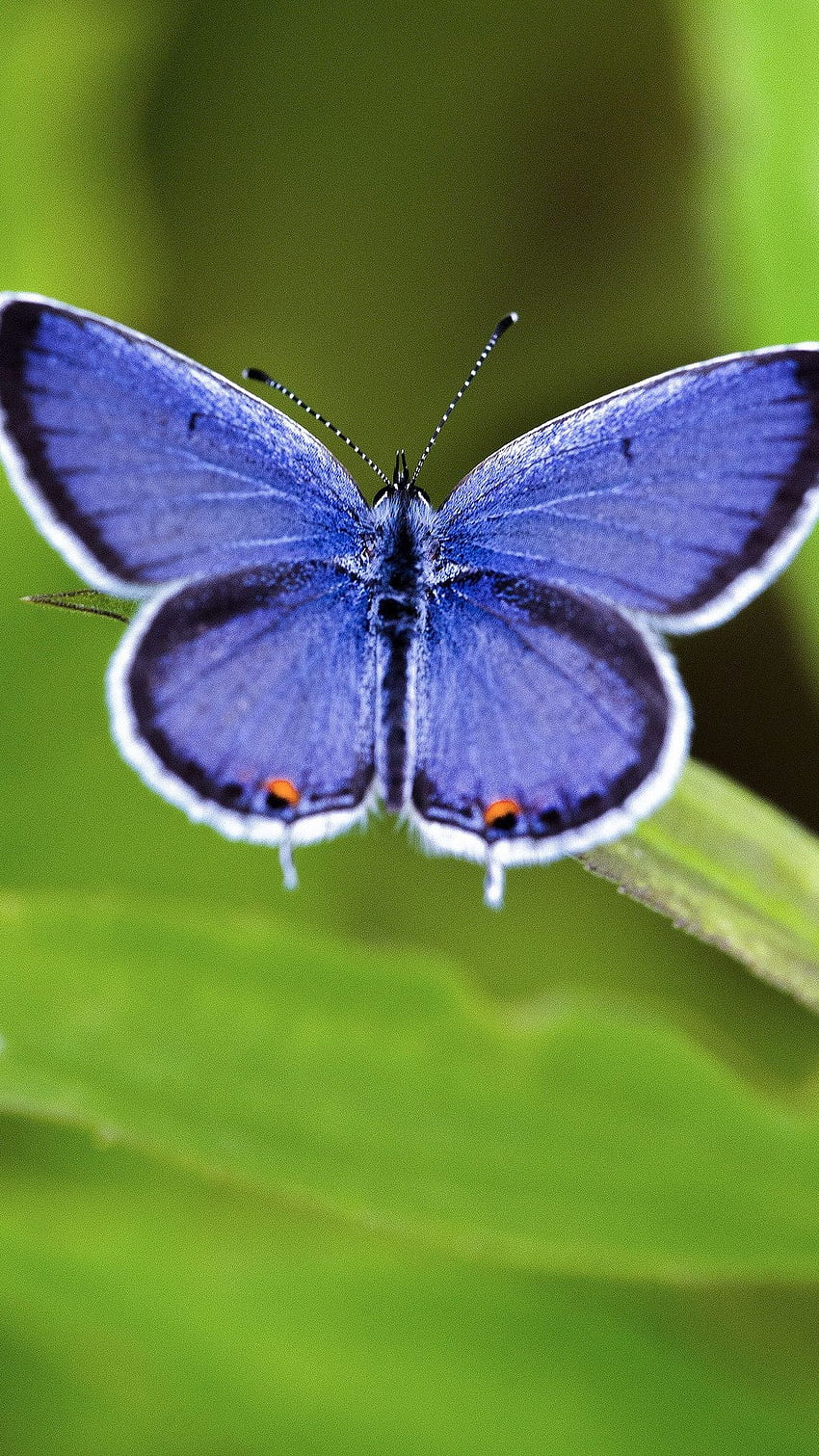 Синя пеперуда, прекрасна естетика, фон HD тапет за телефон