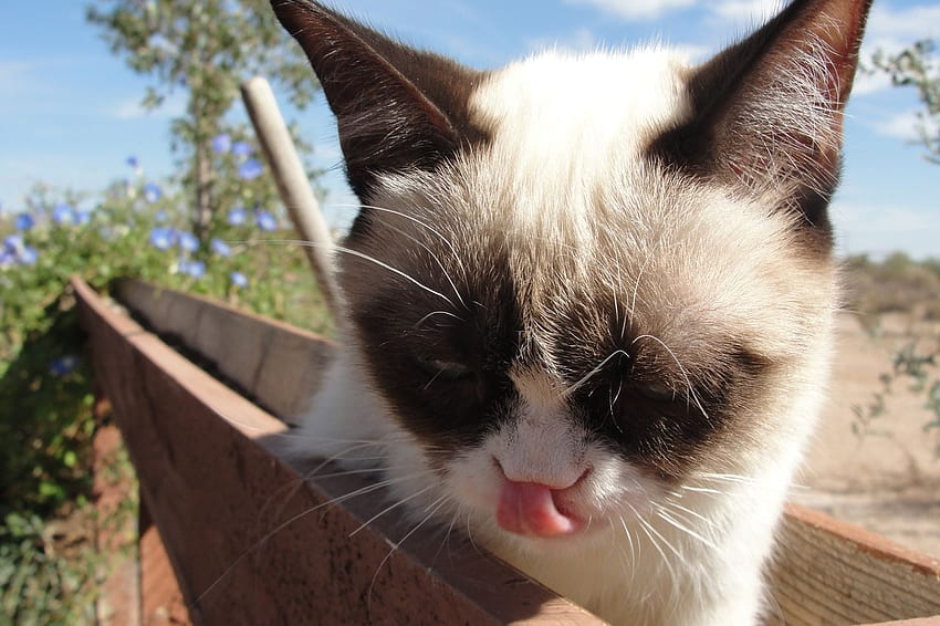 Tard Grumpy Cat (Page 1), Nope Grumpy Cat HD wallpaper