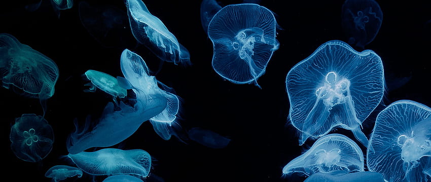 méduse, lueur, aquarium, esthétique, fond noir double large, Esthétique des méduses Fond d'écran HD