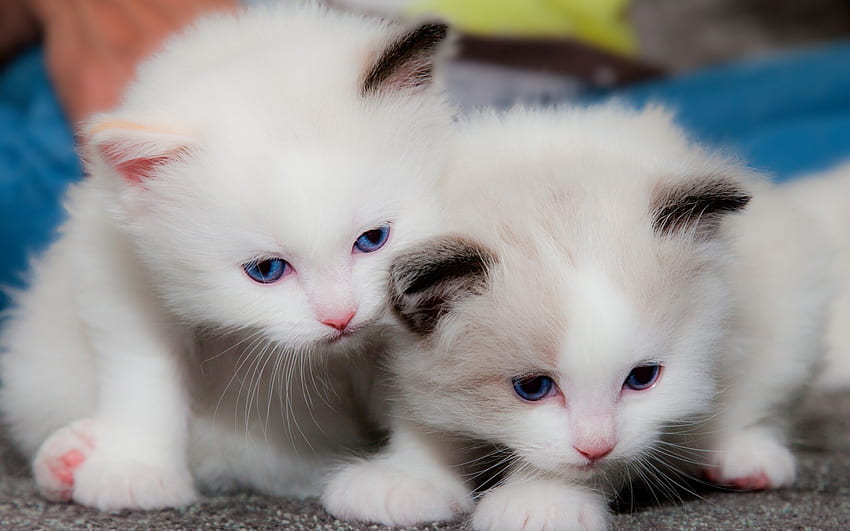 Kittens, pisica, sweet, animal, kitten, white, couple, cute, cat HD wallpaper