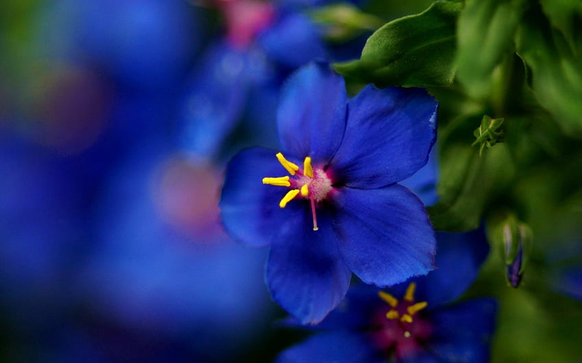 Blue flower, blue, garden, beautiful, nice, leaves, pretty, petals, flower, nature, lovely HD wallpaper