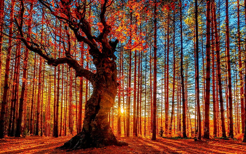 Red Trees Beautiful Forest HD wallpaper | Pxfuel