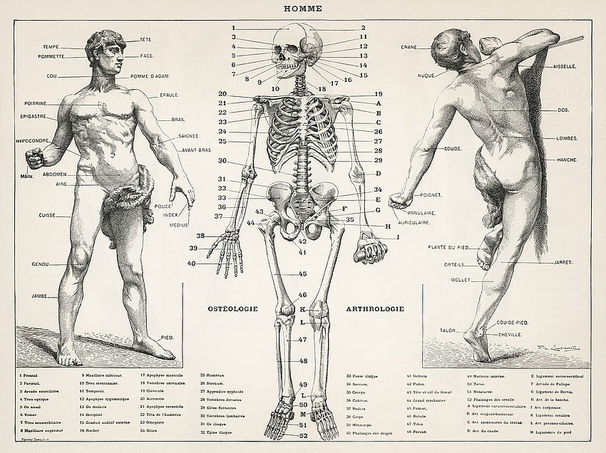 Muscular System . , PNG Stickers, & Background, Vintage Anatomy HD wallpaper