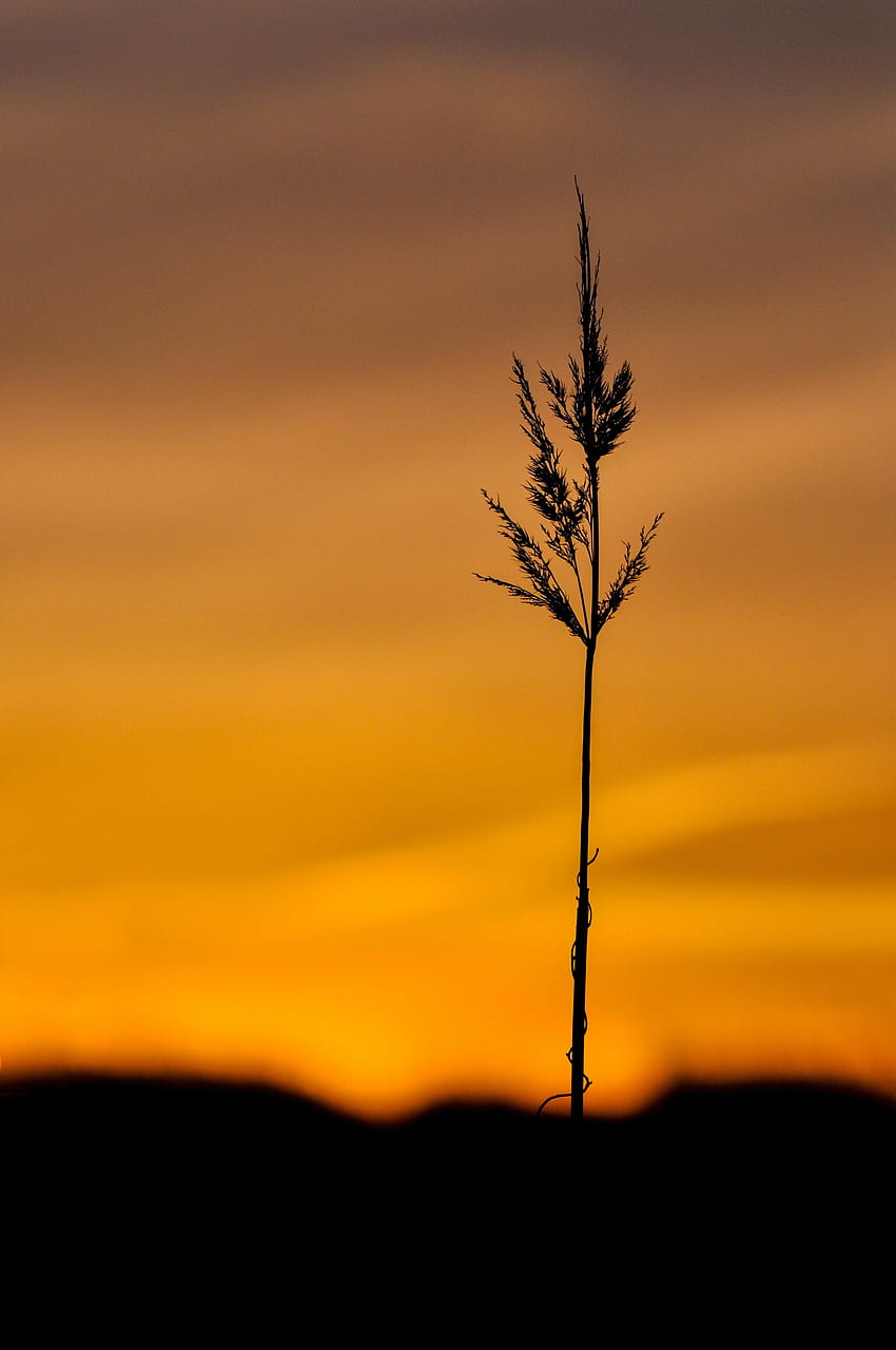 Gras, Dämmerung, Pflanze, Makro, Dunkel, Abenddämmerung, Ährchen HD-Handy-Hintergrundbild