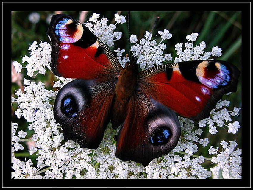 butterfly, wings, white, flower, spread HD wallpaper