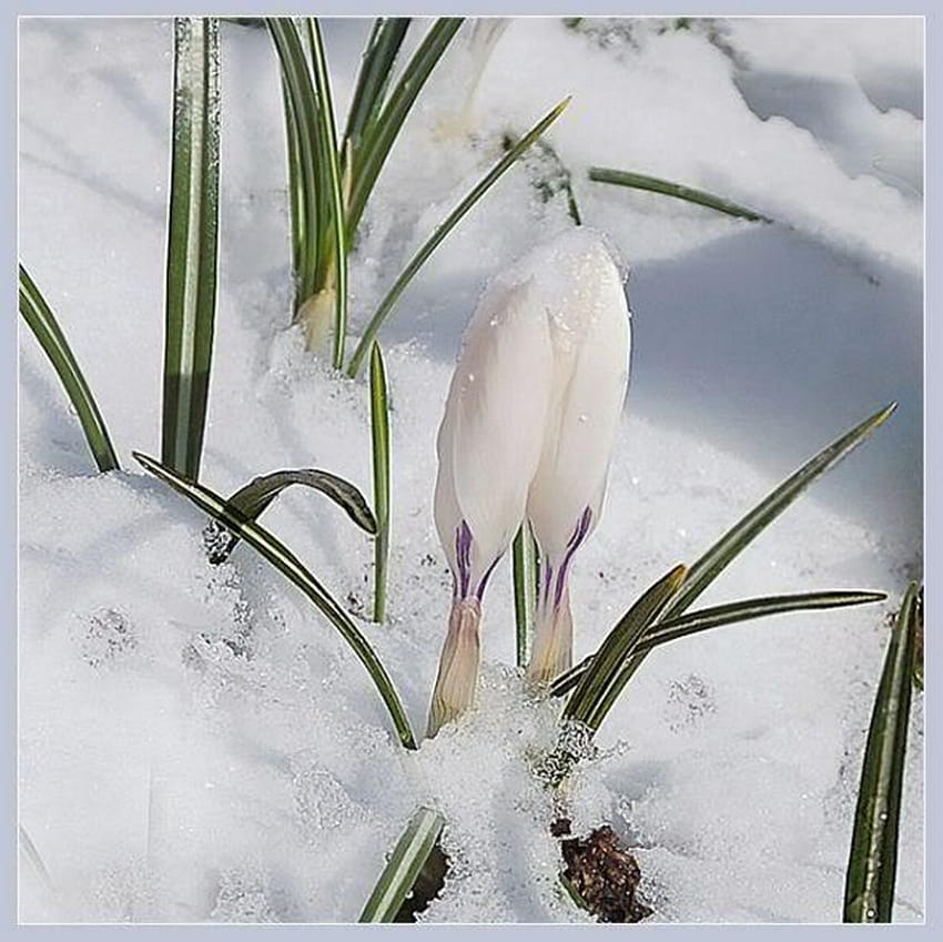 krokus, biały, pączek, śnieg Tapeta HD