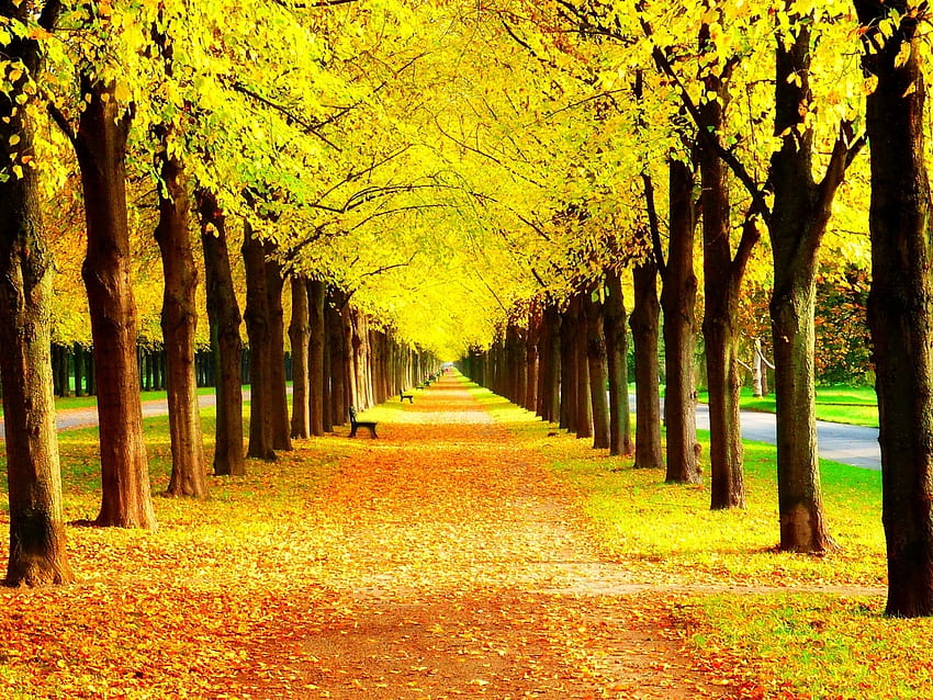 Golden Autumn(November), bench, fall, colors, r, park, leaves, trees, autumn, road, nature HD wallpaper