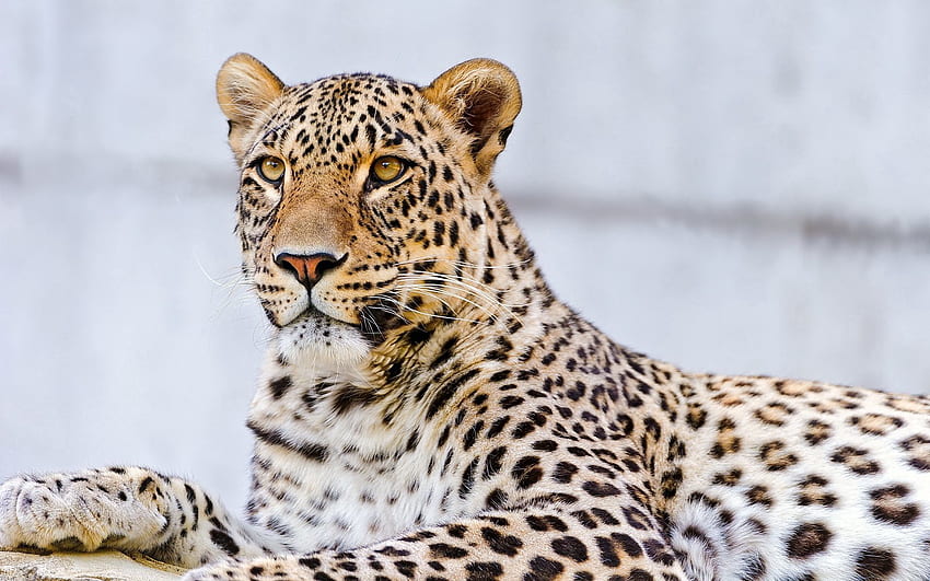 Animals, Leopard, To Lie Down, Lie, Muzzle, Predator HD wallpaper
