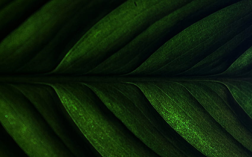 green leaf, natural textures, 3D textures, leaves textures, background with leaf, leaf patterns, leaf textures, leaves patterns HD wallpaper