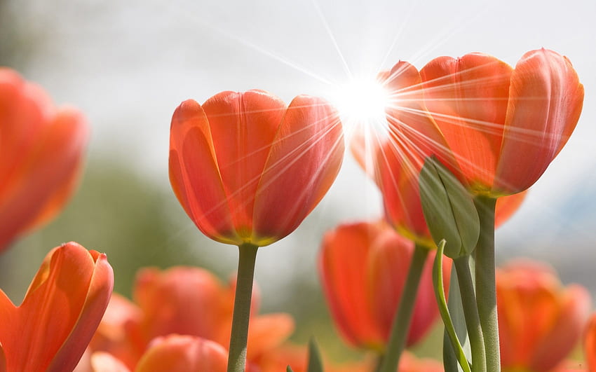 Tulips in the spring sunshine and - HD wallpaper