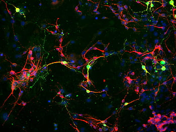 abstract neuron wallpaper