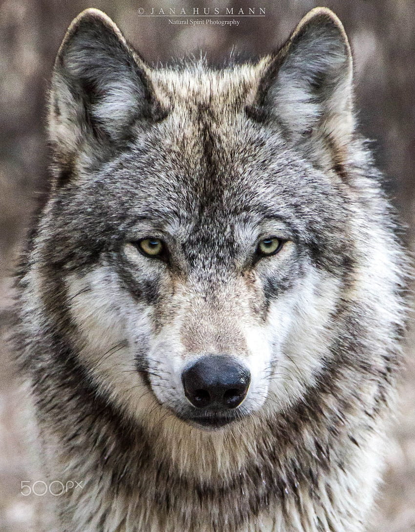 Timberwolf-Porträt. Tier- + Wildtiergrafik HD-Handy-Hintergrundbild