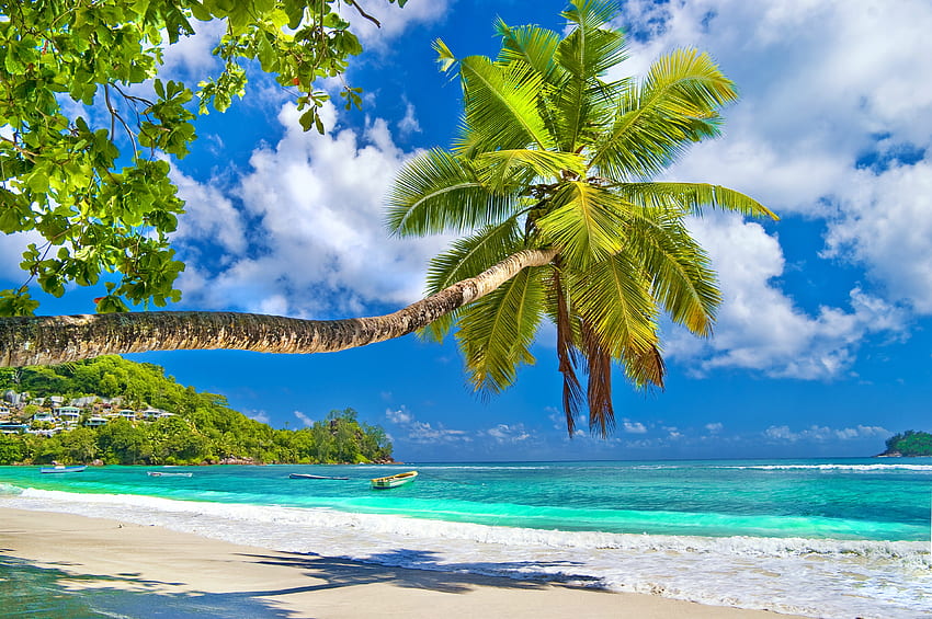 パーム オン パラダイス ビーチ、島、海、ヤシの木、砂、エキゾチック、楽園、美しい、リラックス、ビーチ、休暇、夏、休息、空、海 高画質の壁紙