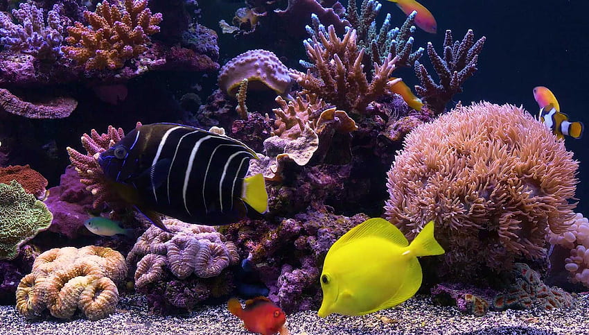 Aquariums, Saltwater Aquarium HD wallpaper