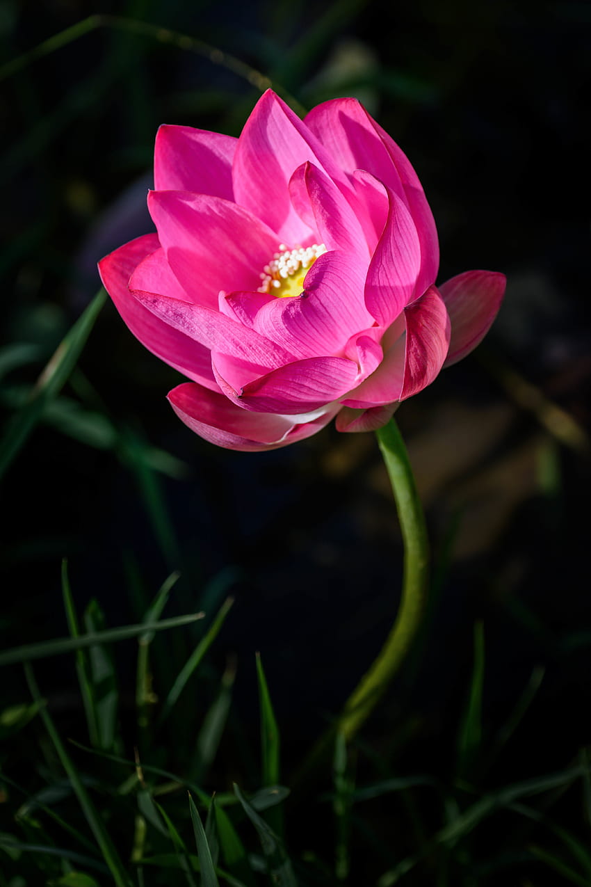 Flowers, Pink, Lotus, Flower, Petals, Bud, Blur, Smooth HD phone wallpaper
