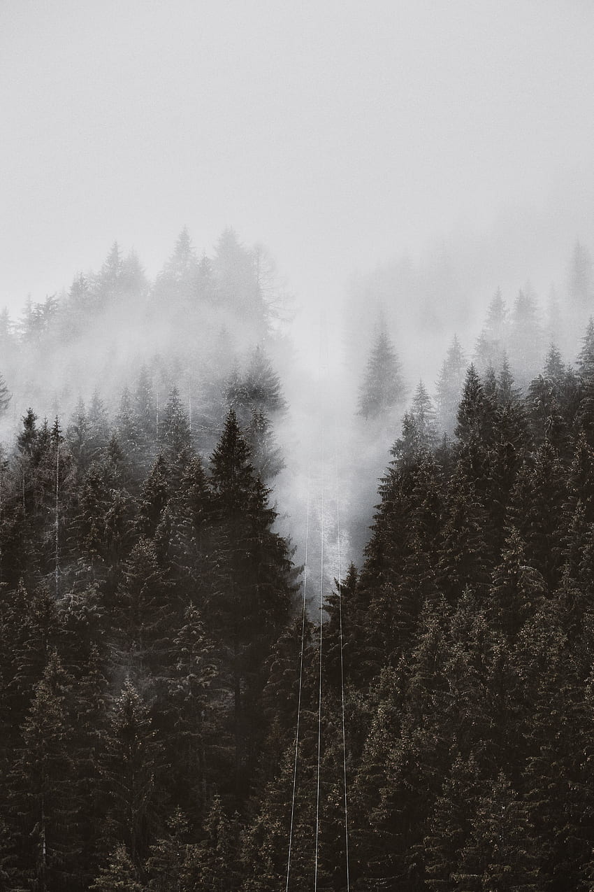 Natur, Bäume, Gipfel, Wald, Nebel, Krone, Gipfel, Kronen, Seilbahn, Seilbahn HD-Handy-Hintergrundbild
