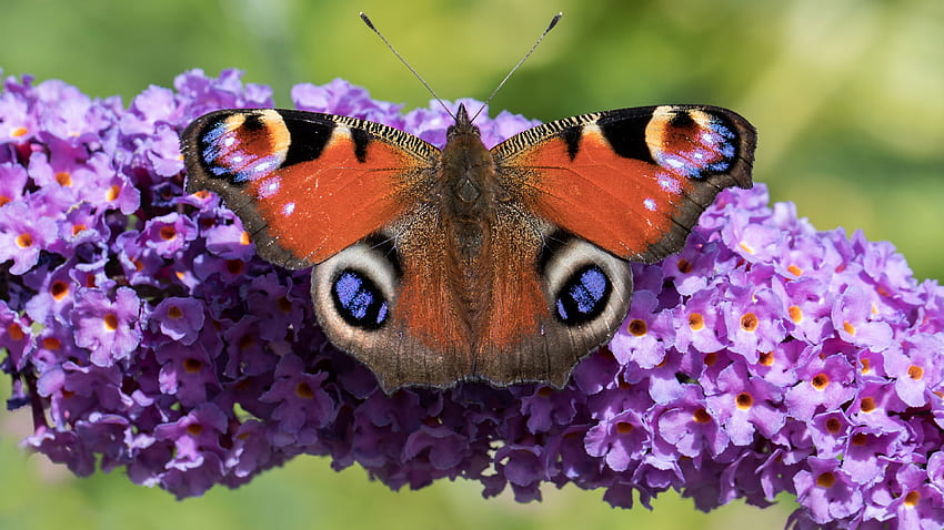 Peacock Butterfly, animal, peacock, butterfly, insect HD wallpaper
