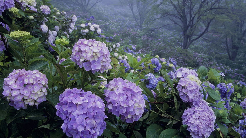 พุ่มไม้ไฮเดรนเยีย กราฟี สวน พุ่มไม้ ฤดูร้อน สีม่วง พืช ธรรมชาติ ดอกไม้ วอลล์เปเปอร์ HD