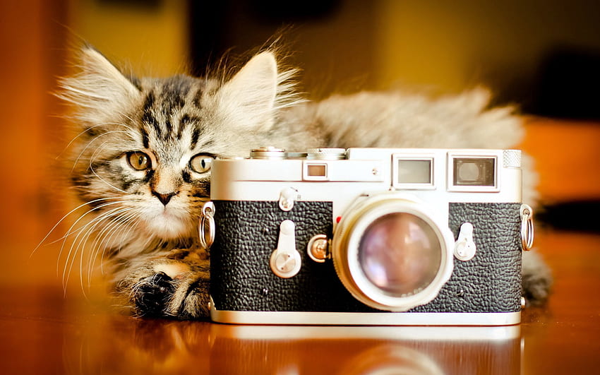 Animals, Fluffy, Kitty, Kitten, Playful, Camera HD wallpaper