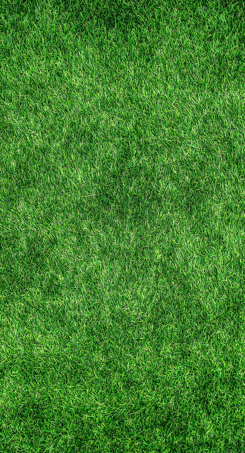 Grass, Texture, Textures, Surface, Thick, Lawn HD phone wallpaper