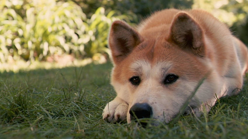 Tiere, Gras, Hinlegen, Liegen, Hund, Traurigkeit, Trauer, Akita Inu, Hachiko HD-Hintergrundbild