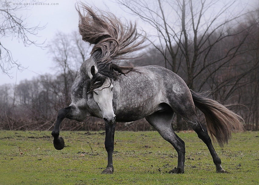 Dapple Grey Beauty, spagnolo, andaluso, cavalli, grigio, dapple Sfondo HD