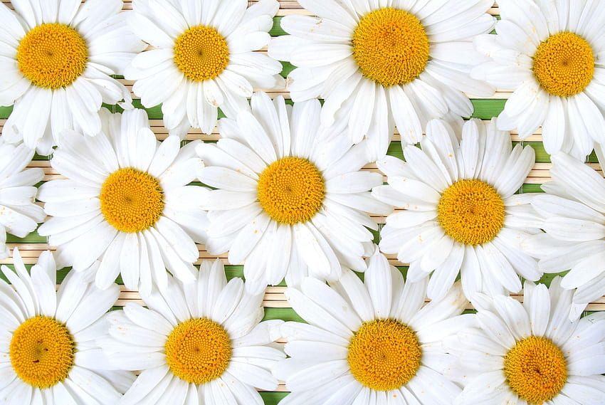 Flowers, Camomile, Petals, Composition, Snow White HD wallpaper