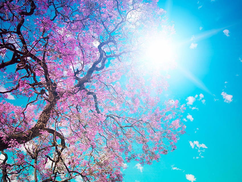 цъфтящо дърво през лятото, кора, син, ствол на дърво, слънчева светлина, дърво, красив, красив, венчелистчета, цветове, ярък, небе, слънце HD тапет