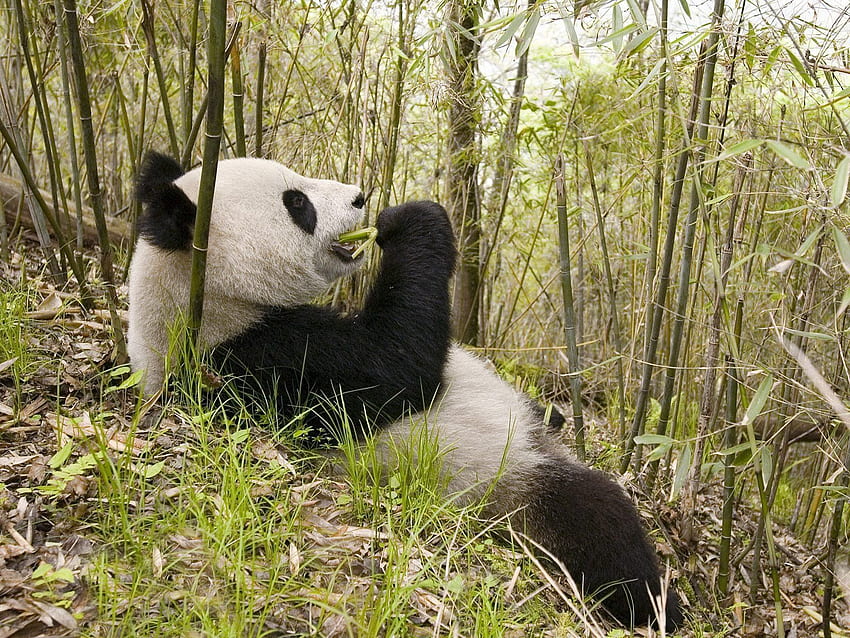 動物, 木, 草, 横になる, うそをつく, パンダ 高画質の壁紙