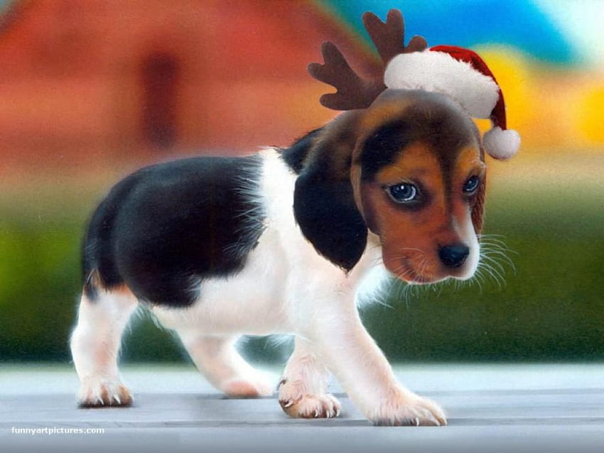 크리스마스 개, 흰색, 검정, 갈색, 휴일, 12월, 뿔, 산타 HD 월페이퍼