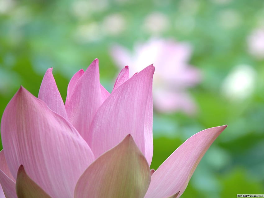 Pink Lotus, Green Lotus HD wallpaper | Pxfuel