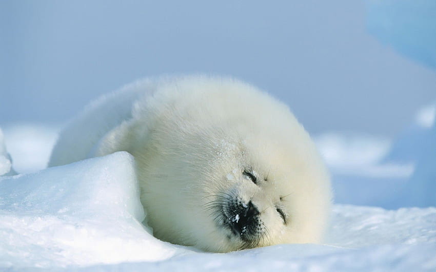 Bayi anjing laut Bayi Hewan. Anak anjing laut, Bayi binatang lucu, Anjing Laut Kecapi Bayi Wallpaper HD