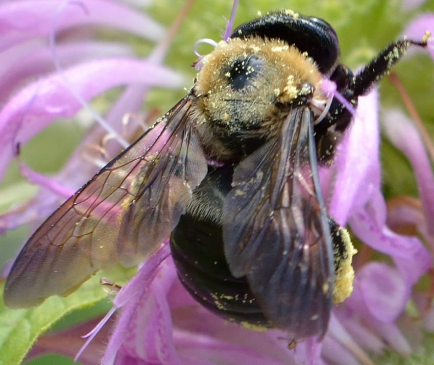 Worum geht es in all dem BUZZ?, Honigbiene, Summen, Biene bestäubt Blume, Biene, Zimmermannsbiene HD-Hintergrundbild