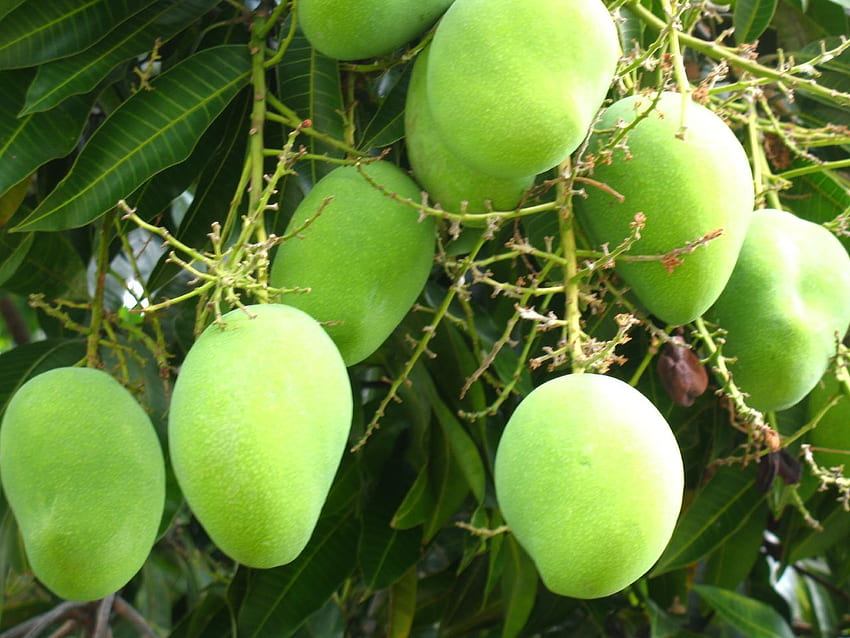 Манго, мангово дърво HD тапет
