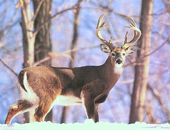 Big Buck Wallpaper 55 pictures