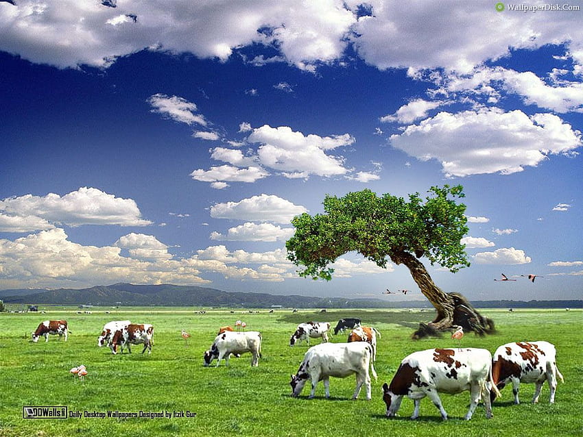 Dairy farming in 2021. Cow HD wallpaper | Pxfuel