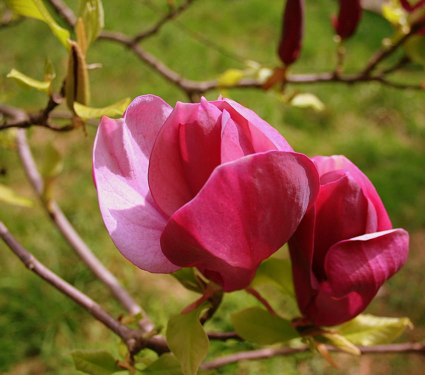magnolia flowers, branch, pink, flowers, magnolia HD wallpaper