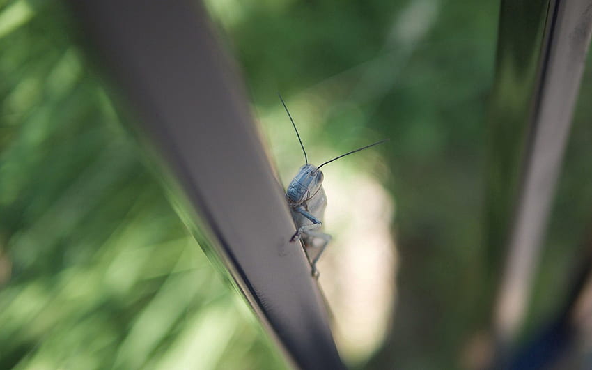 Macro, Insect, Climb, Grasshopper HD wallpaper