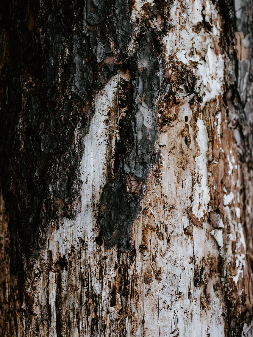 Wood, Tree, Texture, Textures, Bark, Trunk HD phone wallpaper