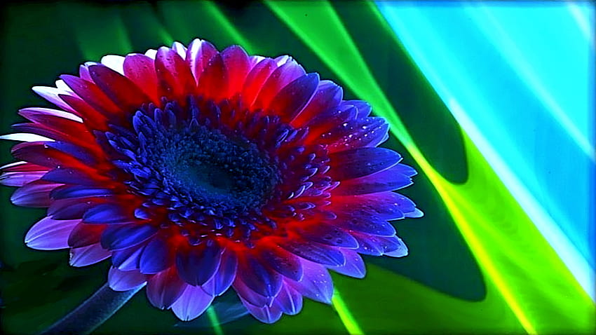วันพุธ ความรัก สีสัน ความรัก นามธรรม ดอกไม้ ความห่วงใย โรแมนติก ความงาม ดอกเดซี่ วอลล์เปเปอร์ HD