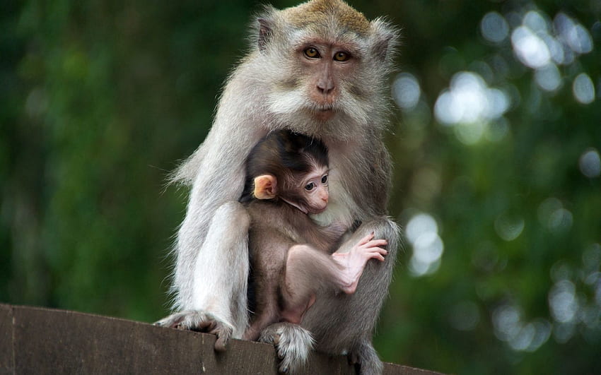 Animals, Young, Monkey, Family, Care, Joey, Tenderness HD wallpaper