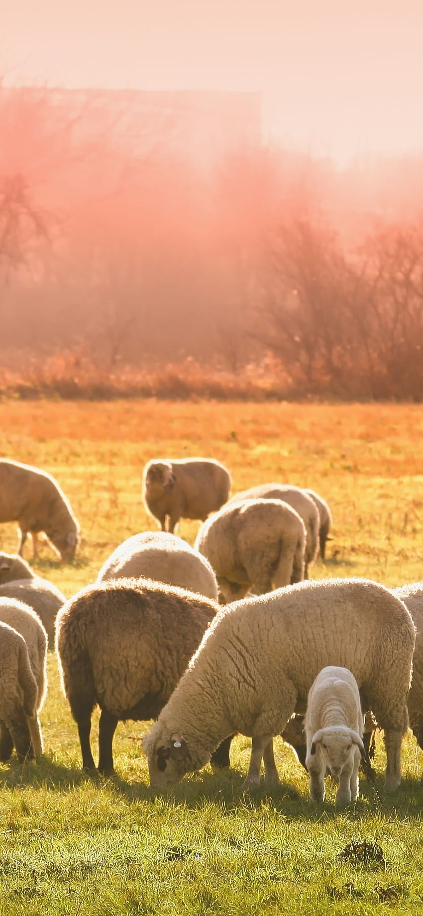 sheep, herd, grazing, animals, iphone x , background, 8255 HD phone wallpaper