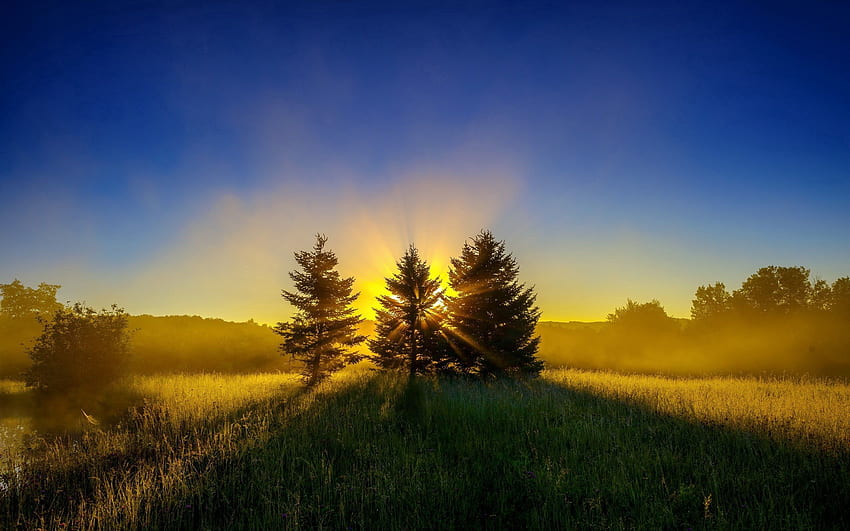 Nature, Trees, Sunset, Grass, Sky HD wallpaper