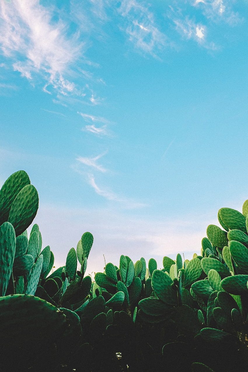 Кактус, мексикански кактус HD тапет за телефон