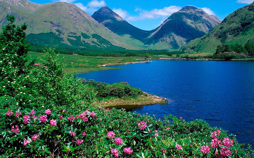 Природа, цветя, трева, планини, лято, езеро, зеленина, склонове HD тапет